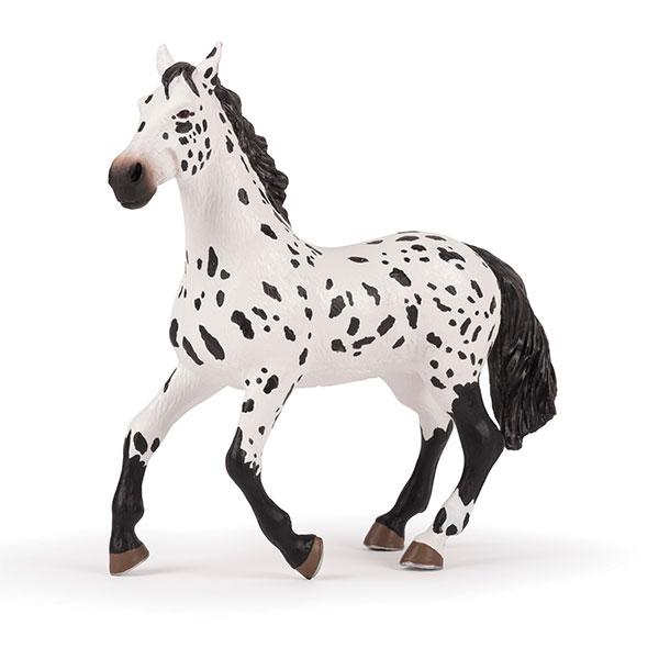 Appaloosa horse